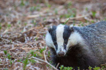 badger, meles meles, walking/moving around above sett searching for and eating food during a warm evening in spring/may in a pine-forest in Scotland.