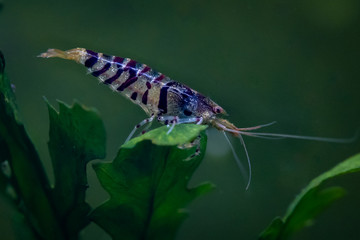 Tiger freshwater pet shrimp standing on aquatic plant leaf in freshwater aquarium