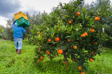 Closeup view of navel oranges on the tree of a grove during harvest time in SIcily