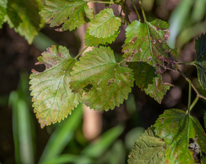 Green leaves on a mulberry tree damaged by plant eating caterpillars image with copy space
