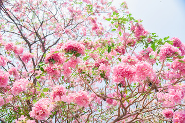 Pink flower Chompoo Pantip blossom in Thailand  , Thai sakura with sweet background , Background