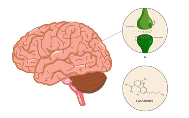 Endocannabinoid System in Brain Diagram illustration about cannabis as herbal alternative medicine and chemical therapy, healthcare and medical science vector.