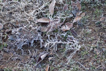 霜のついた落ち葉