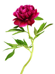 Red peony flower with green leaves