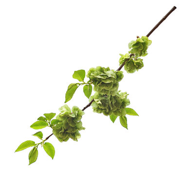 Branch of fresh green elm-tree leaves with flowers