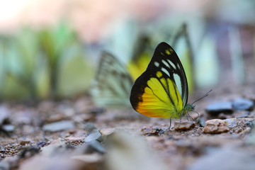 Butterflies following a series of natural Ban Krang Camp. Phetchaburi, Thailand