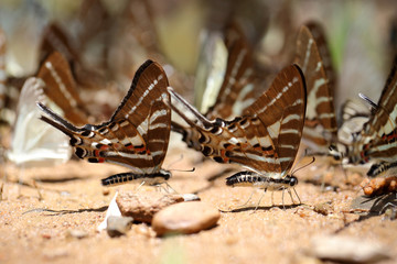 Butterflies following a series of natural Ban Krang Camp. Phetchaburi, Thailand