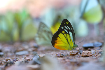 Butterflies following a series of natural Ban Krang Camp. Phetchaburi, Thailand