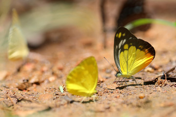Butterflies following a series of natural Ban Krang Camp. Phetchaburi, Thailand