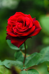 薔薇