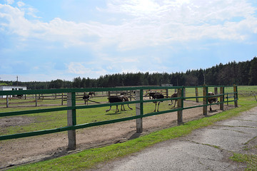 A group of african ostriches on a farm.