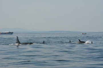 Fototapeta premium Orca Pod