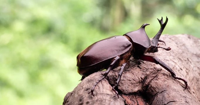 Japanese Rhinoceros Beetle