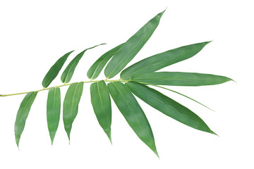 Obraz premium Bamboo Branch with Green Leaves Isolated on White Background