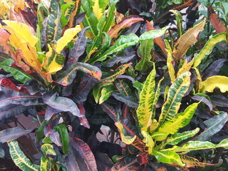 green plants in the garden