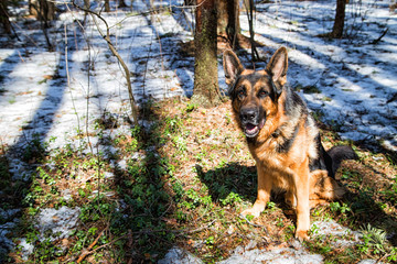 Dog German Shepherd in the forest in an early spring