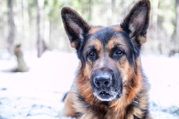 Dog German Shepherd in the forest in an early spring