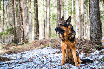 Dog German Shepherd in the forest in an early spring