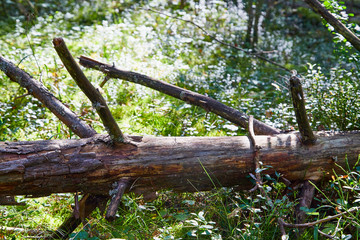 Broken tree trunk on the ground. Fallen tree in forest