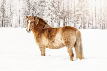 Fototapeta na wymiar Light brown horse standing on snow field, side view, sun shines over trees in background.