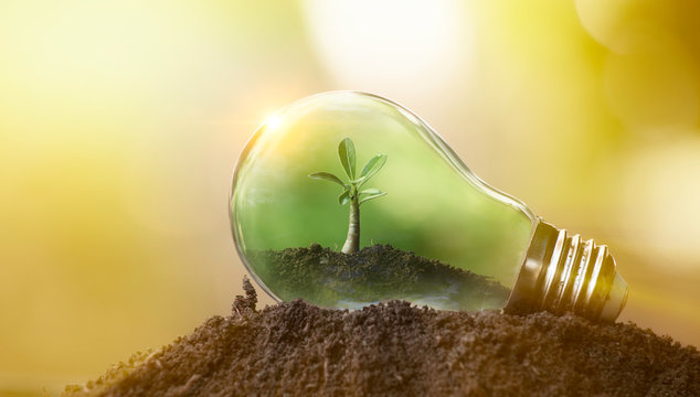 The tree growing on the soil in a light bulb. Creative ideas of earth day or save energy and environment concept