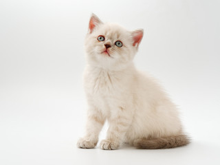 little funny kittens on a white background
