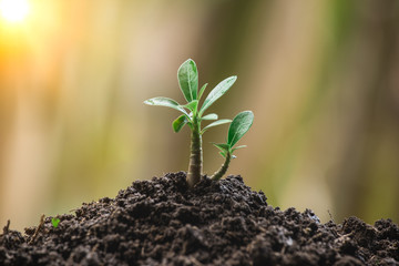 Young plant growing on soil. Green sprout growth for saving energy for earth day concept. Renewable environment for the future