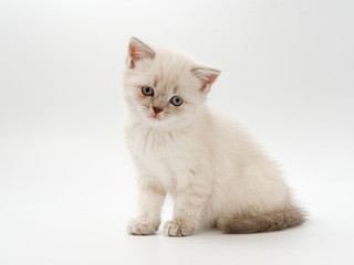 Obraz na płótnie Canvas little funny kittens on a white background