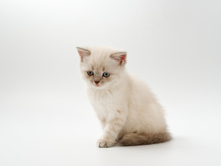 Obraz premium little funny kittens on a white background