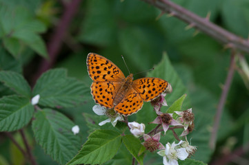 Roter Scheckenfalter