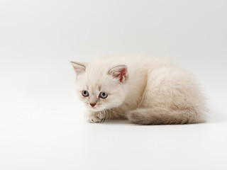 little funny kittens on a white background