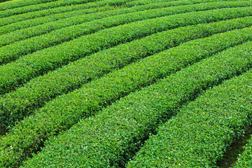 Landscape of green tea plantation,Leaves background texture