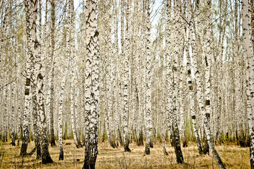 Spring birch wood tinted sepia