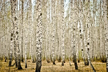 Zelfklevend Fotobehang Spring birch wood tinted sepia © ss404045
