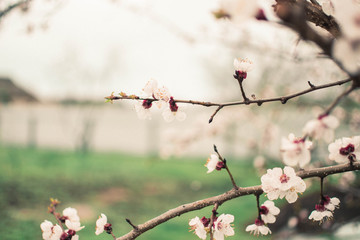 Rain in the spring. White flowers on the tree. Blooming apricot