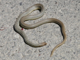 snake on the grass