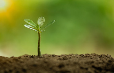 Environmental protection concept with little tree and soil and sunrise in the garden. Renewable energy background for earth day. New generation of tree is growing for energy development