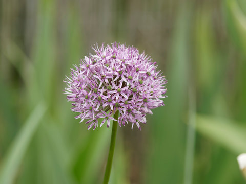 Allium atropurpureum -  Gros plan ail d'ornement des jardins aux fleurs violettes ou pourpres en ombelle