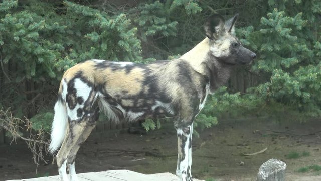 The African wild dog (Lycaon pictus)