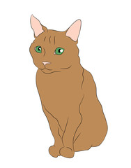 vector illustration cat sitting in color
