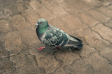 Dove on a wet tile. Spring rainy weather. Bird on the boulevard