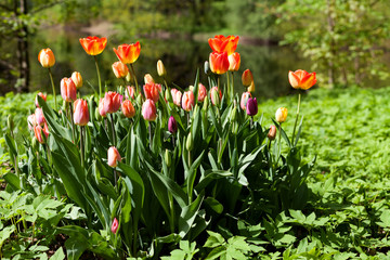 Fototapeta premium Spring tulips in the park