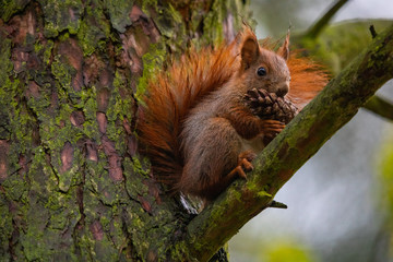Wiewiórka z szyszką