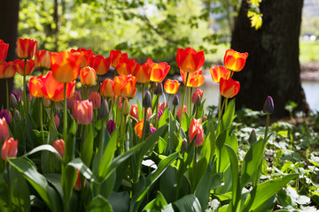Fototapeta premium Spring tulips in the park