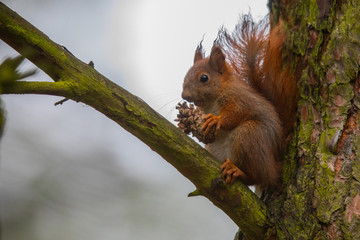 Wiewiórka z szyszką