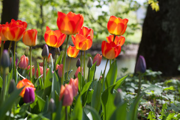 Spring tulips in the park