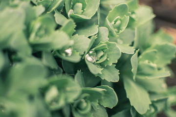 Sedum after spring rain. Water drops on a green plant. Green background