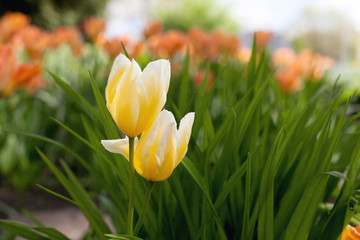 Fototapeta premium Spring tulips in the park