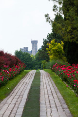 Obraz premium Rose avenue