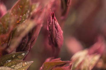 Fototapeta premium A small bush of peonies. Young flowers only sprouted in spring. Burgundy leaves. Macro shooting. Spring flowers in the rain with water droplets on the leaves